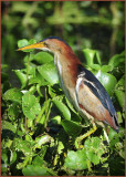 Least Bittern