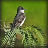 Kingbird Poem