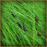 Invasion of the Grasshoppers !