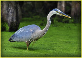 Great Blue Heron 