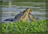 Alligator Mating Ritual