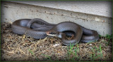 Blue Runner Snake