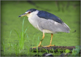 Black Crowned Night Heron 