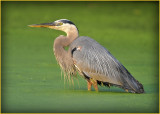 Great Blue Heron 