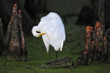 Great Egret