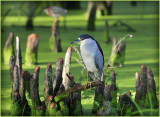 Black Crowned Night Heron 