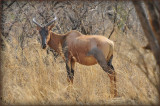 Blesbok?