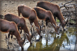 Blesbok