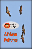 African Vultures