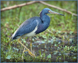 Tri Colored Heron