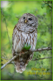 Barred Owl 