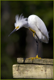 Snowy Egret