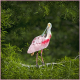 Roseate Spoonbill