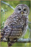 Barred Owl