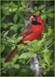 A Northern Cardinal