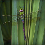 Delightfully Colored Dragon Fly