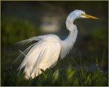 Egret