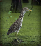 Yellow Crowned Night Heron