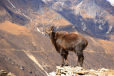 Khumbu - trek to Chukhung and EBC