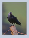 Jackdaw - Corvus monedula