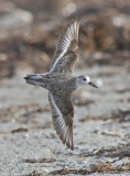 Sanderling - Calidris alba