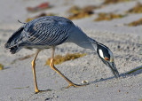 Yellow Crowned Night Heron - Nyctanassa violacea