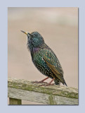 Starling - Sturnus vulgaris