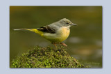 Grey Wagtail - Motacilla cinerea