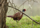 Ring necked Pheasant-Phasianus colchicus