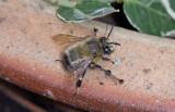 Hairy Footed Flower Bee -Anthophora plumipes