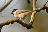 Marsh Tit - Poecile palustris