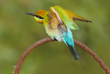 Rainbow Bee-eater, Merops ornatus