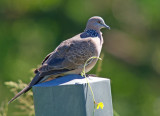  Spotted Dove (Spilopelia chinensis) 