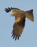 Black Kite - Milvus migrans