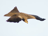 Black Kite - Milvus migrans