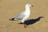 Silver Gull - Larus novaehollandiae
