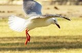 Silver Gull - Larus novaehollandiae