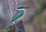 Sacred Kingfisher - Todiramphus sanctus