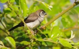 Double bar Finch - Taeniopygia bichenovii