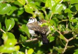 Double bar Finch - Taeniopygia bichenovii