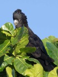 Red - tailed Black Cockatoo - Calyptorhynchus banksii