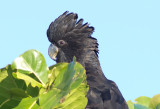 Red - tailed Black Cockatoo - Calyptorhynchus banksii