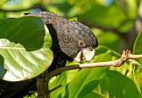 Red tailed Black Cockatoo - Calyptorhynchus banksii