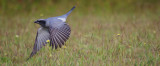 Black-faced Cuckoo-shrike Coracina novaehollandiae