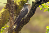 Cuckoo - Cuculus canorus 35