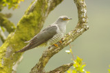 Cuckoo - Cuculus canorus 37