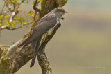 Cuckoo - Cuculus canorus 38