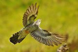 Cuckoo - Cuculus canorus 18