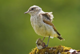 Northern Wheatear  Oenanthe oenanthe