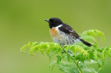 Saxicola rubicola hibernans